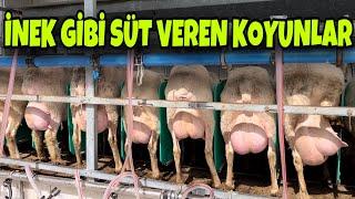 YOK BÖYLE BİR KOYUN ~ İNEK GİBİ SÜT HARİKASI KUZU MAKİNASI ASAF VE LAGUN KOYUNU