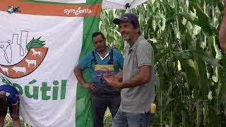 Agroutil Dia de Campo Syngenta  Ribeirinha Ribeira Grande   06 09 2024