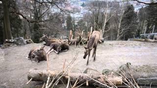 Cute moose resting in an Alpenzoo Innsbruck (Austria)