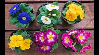 Primula Care