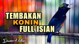 MASTERAN KONIN GACOR FULL ISIAN TEMBAKAN MEWAH - KOLIBRI NINJA MATERI NGRISTAL AUDIO JERNIH