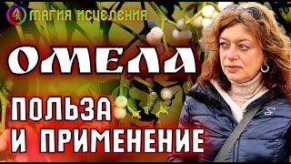 Омела, польза и применение | Полезные сорняки, магия исцеления