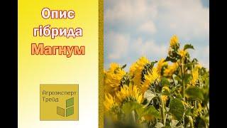 Соняшник Магнум , опис гібриду  - насіння в Україні