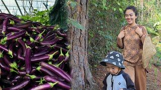 Striving with Eggplants: A Single Mother Cooks a Meal Full of Maternal Love for Her Son Long