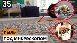 НЕ СМОТРЕТЬ! ДОМАШНЯЯ ПЫЛЬ. ПЫЛЕВЫЕ КЛЕЩИ. ЭКСПЕРИМЕНТ ПОД МИКРОСКОПОМ