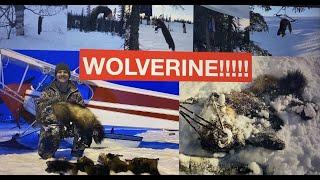 S21Ep1: Wolverine Trapping and Marten Trapping via Supercub in Alaska! Judgement Day!