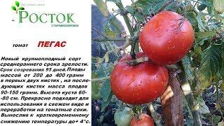 томат ПЕГАС     РАССАДА  СЕМЕНА ДОНЕЦК т.0713531687