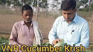 VNR KRISH, KHEERA,kheera ki kheti,Hy. Cucumber Krish, kheere ki kheti, kheera ki acchi veraity