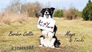 Border Collie Maya | Amazing Dog Tricks