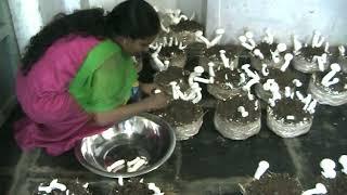 Mushroom Farming - Milky Mushrooms