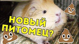 НОВЫЙ ПИТОМЕЦ? КТО ОН? Новости канала SvinkiShow