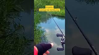 casting ikan gabus  // mancing gabus