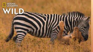Lion Pride Catches Zebra | Africa's Big Five