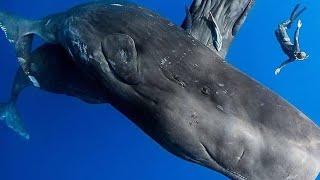 Blue Whale Bitten My Hand 8k Video UltraHD 120fps | 4k videos Ocean underwater footage 8k #shorts