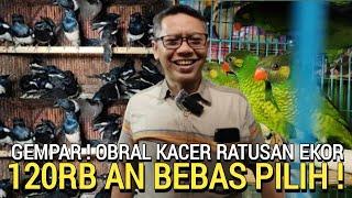 BOS KACER ! OBRAL 120RB AN TRUCUK 17RB AN KONIN 6 EKOR 100RB NURI PERKICI PASAR BURUNG PRAMUKA