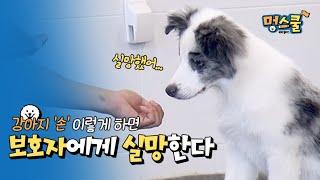 things to get dogs disappointed, dog hand training│Mung school beginner guardian with Kang trainer