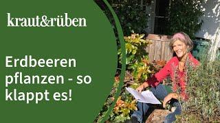 Erdbeeren pflanzen  - Unsere Biogarten-Welt