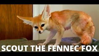 Petting My Fennec Fox