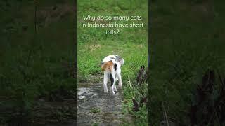 Why do Indonesian Cats Have Weird Tails? It's a Genetic Mutation! Read Description for More