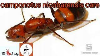 Camponotus Nicobarensis Care