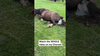 Amazing Horse Birth https://youtu.be/DBrQOEZk-KM  #trudystuchlik #discovernewhealthplans #foaling