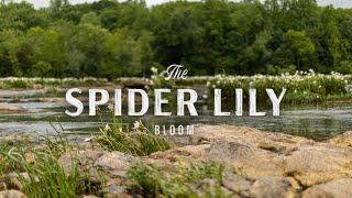 Rocky Shoals Spider Lilies: Paddle Through a Captivating Floral Wonder