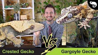 Crested Gecko vs Gargoyle Gecko | Head To Head