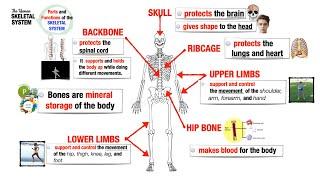 Skeletal System Parts and Functions