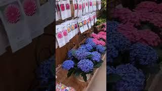 Aduhai cantiknya jenis Hortensia di Jepang review by Smart Hydroponic Indonesia #hortensia