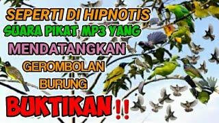 SUARA PIKAT MP3 BURUNG RIBUT NGERIWIK PALING AMPUH UNTUK SEMUA JENIS BURUNG #mp3burung #suarapikat