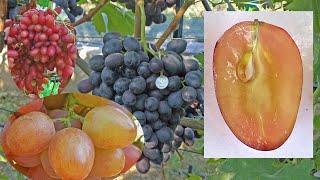 @Який виноград посадити в 2023  Виноград Загорулька в Полтаві