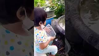 pindahin anak2 ikan molly fish  ke kolam kecil.. adek ahza salwa aziza