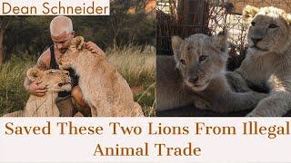 Dean Schneider Saved Two Lions From Illegal Trade And Introducing Them To My Lion Family  Subscribe