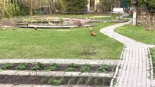 Ruddy Shelduck. Рыжая утка Огарь. Утренняя прогулка