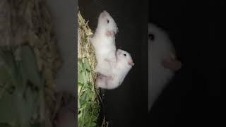 hamster mating caught on cameranot suitable for kids