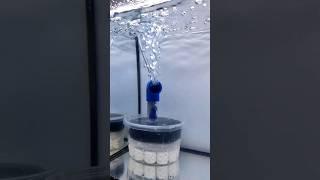 Making DIY Sponge Filter #aquariumfilter #fish #aquarium #diy #diypondfilter #shorts #fishtank