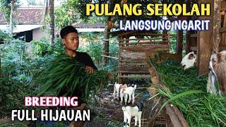 Remaja Seperti ini Yang Saya Cari, Masih Sekolah Mau Menekuni Ternak Kambing