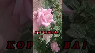 #роза - #королева  #иринаколибабчук #фаберликонлайн  #озеленение #дизайн