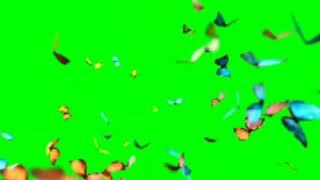 Capcut Butterfly Effect Green screen | Editing overlay