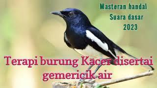 Terapi Pancingan Kacer / kacer Suara alam / dengan gemericik air