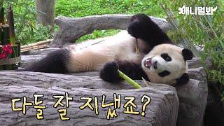 밥 먹는 자세만 봐도 누구 딸인지 ㅋㅋㅋ (은근히 힐링됨) | Panda Fubao Say's Hi to everyone