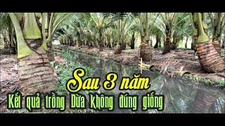 KẾT QUẢ TRỒNG DỪA KHÔNG ĐÚNG GIỐNG SAU 3 NĂM ĐỂ LẠI NỖI BUỒN TINH THẦN, KINH TẾ THỜI GIAN CHO BÀ CON