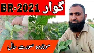 Cultivation of Cluster Bean New Variety BR-2021 || Bilal Kanju Official