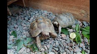 Сухопутные Черепахи,  Размножение.Greek tortoise, breeding. Спаривание, кладка яиц, инкубация