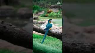 blue and golden macaw#pelican#shorts#MOJOJOJO REACTION