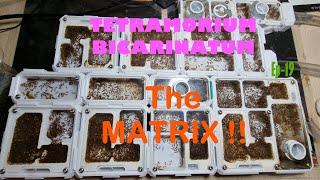 Tetramorium Bicarinatum Ep-19- Tour De Matrix + lil colony update