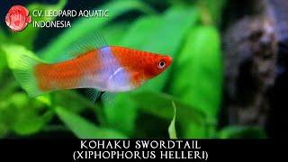 KOHAKU SWORDTAIL. The POPULAR Red and White Swordtail. (Leopard Aquatic E027B)