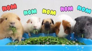 Wheatgrass planting for piggies! - hughug a guinea pig