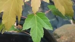 Silver Maple Tree Identification | Weaver Family Farms Nursery