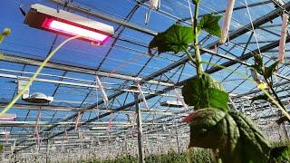 learn Why high wire greenhouse production is on the Rise @TsevettAgro-Services